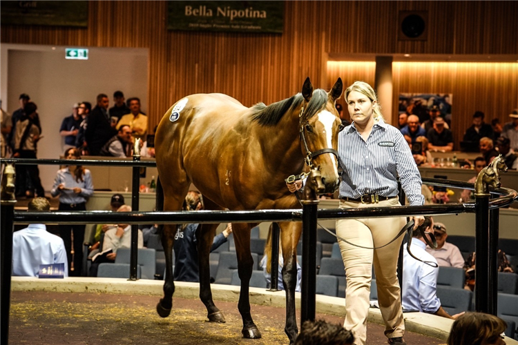 The $925,000 Snitzel filly who topped this year’s Premier Sale.
