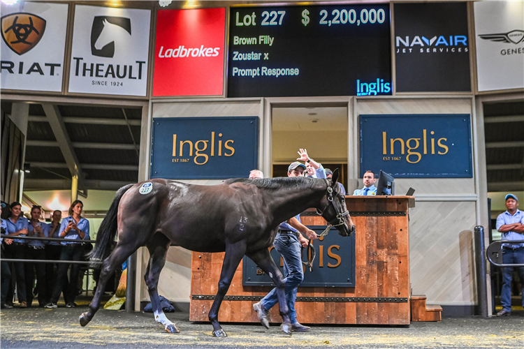 The record-breaking $2.2m Zoustar filly.