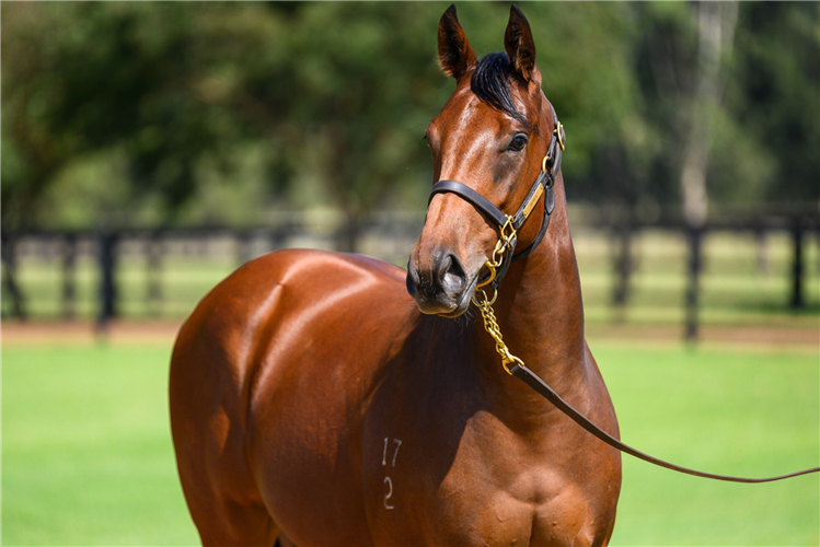 Price Tag as a yearling.