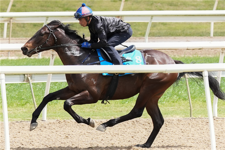 The Tagaloa colt who posted the fastest breeze-up time at Inglis.