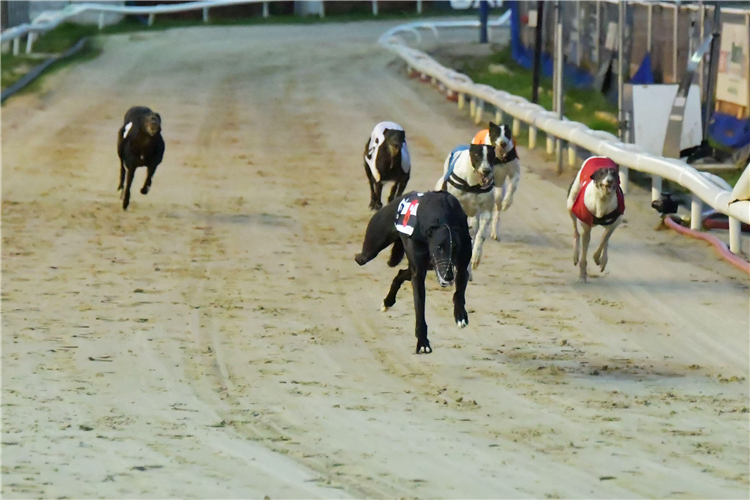 Oxford greyhounds race.