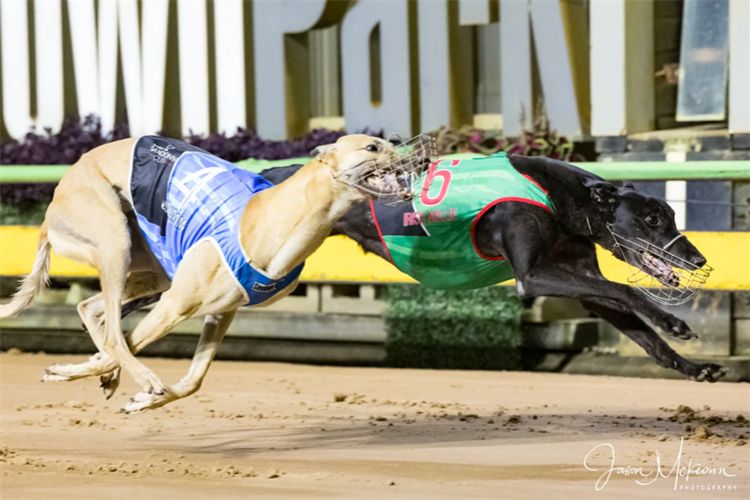 Irish Millie claimed an eventful edition of the Sandown Cup.