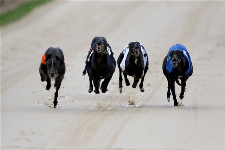 Sunderland greyhounds.