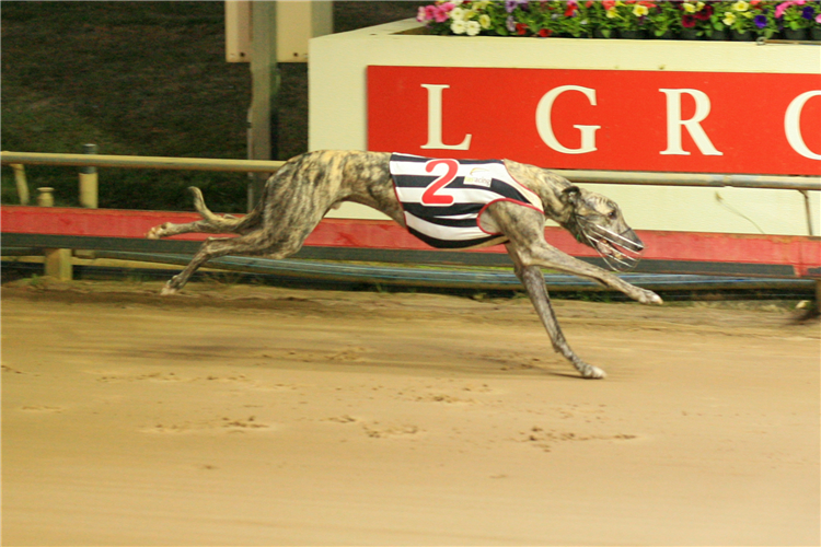 Tasmanian greyhound racing.