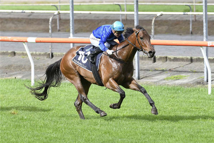 AFTERGLO winning the COLLIERS WAIKATO RURAL REALESTATE