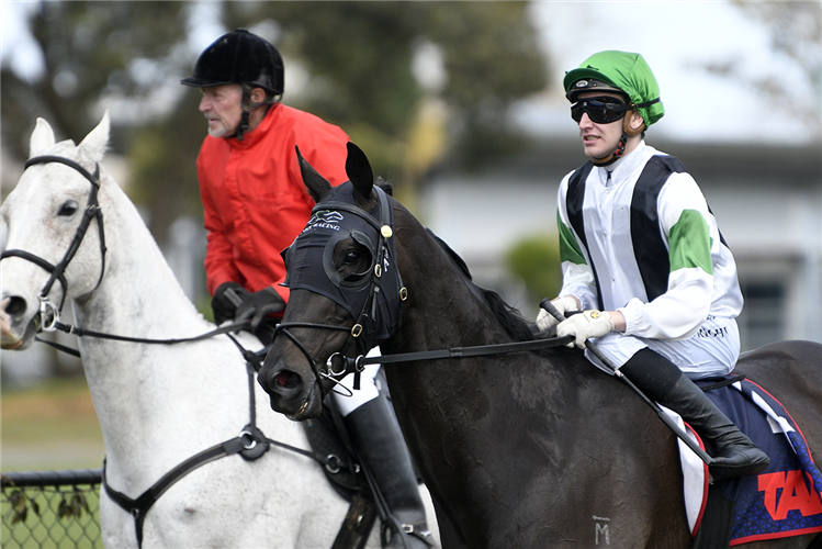 Agera and Matt Cartwright return to scale after winning the Vision Complete Earthworks/Stronger Together (1600m) at Te Rapa.