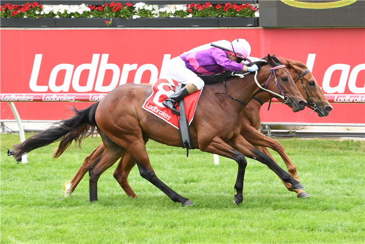 AL PRANCER winning the Reed Cranes & Haulage Leila Rose Foundation Handicap at Cranbourne in Australia.