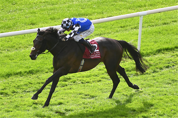 AL RIFFA winning the Irish St. Leger at Curragh in Ireland.