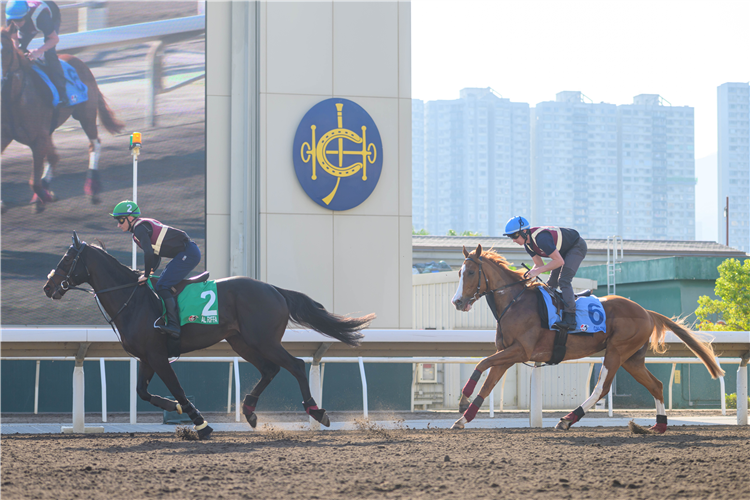 AL RIFFA - LONGINES Hong Kong International Races Trackwork