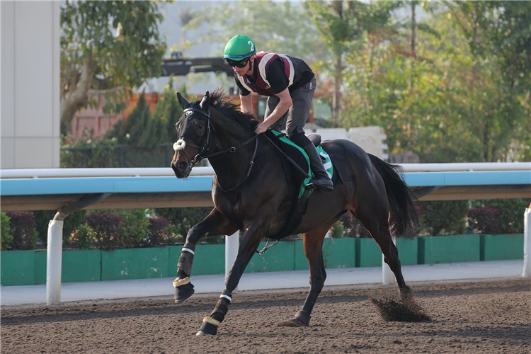 AL RIFFA - LONGINES Hong Kong International Races Thursday Trackwork