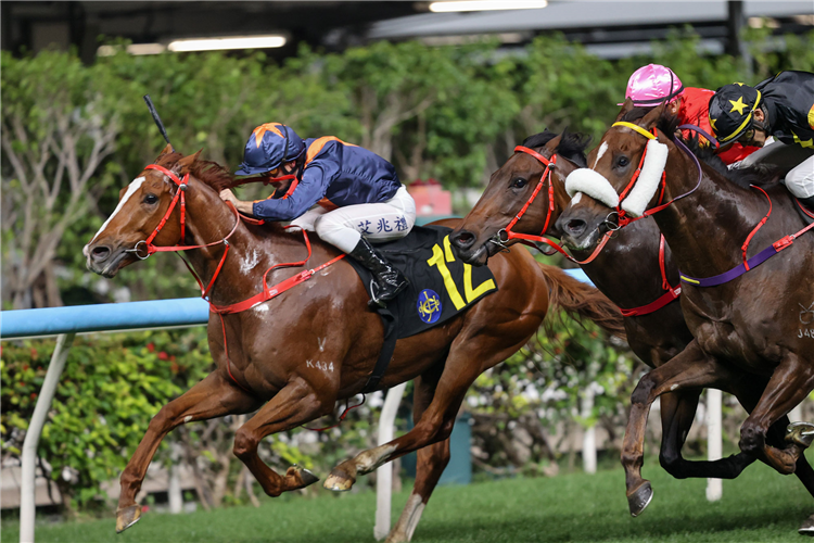 AMAZING KID winning the ALBATROSS HANDICAP