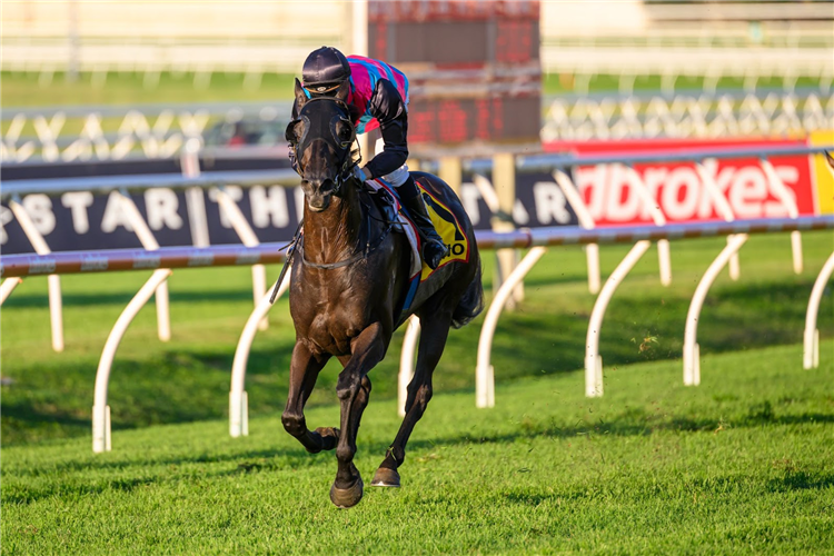 ANTINO winning the XXXX DOOMBEN CUP - GROUP 1 at Doomben in Australia.