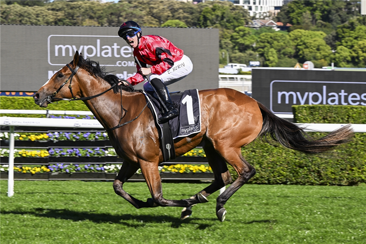 APOCALYPTIC winning the MYPLATES TEA ROSE STAKES at Randwick in Australia.