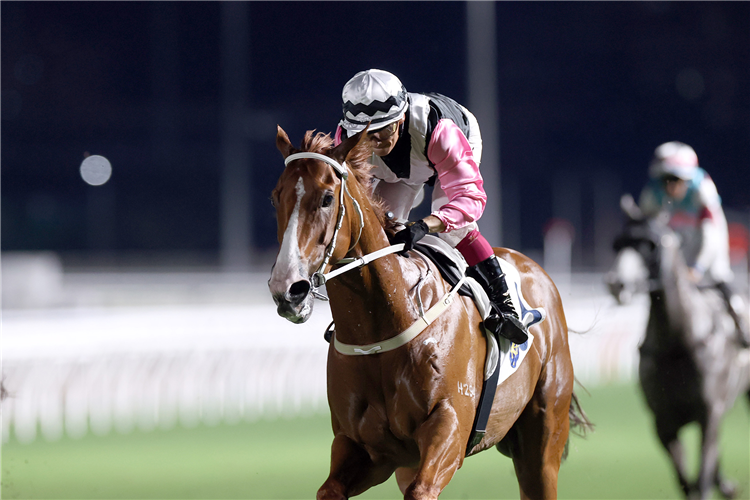 BEAUTY WAVES winning the THE PEARCE MEMORIAL CHALLENGE CUP (HANDICAP)