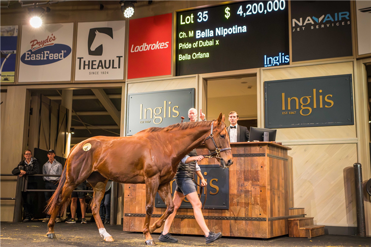 Bella Nipotina sold for $4.2m at the Chairman's Sale.