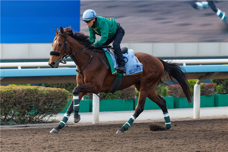 BELLAGIO OPERA - LONGINES Hong Kong International Races Saturday Trackwork