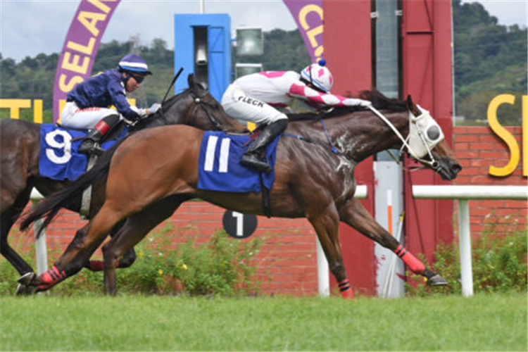 BINTANG SIXTY ONE winning the Jan 12 2025 Selangor Meeting Race 7 (33)