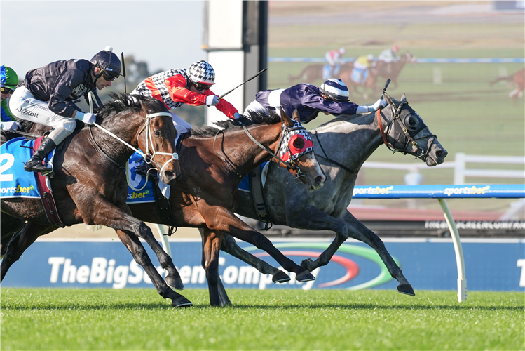 BLUESTONE winning the Feed Handicap at Sandown in Australia.