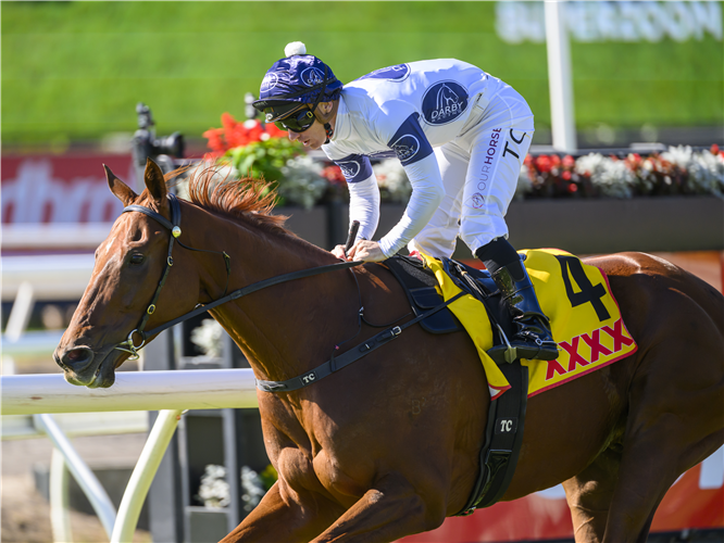 CAMPALDINO winning the Xxxx Brisbane Cup - Group 2