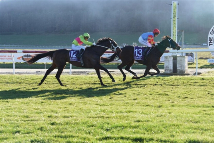 CANDLE winning the GLENMOA FARMS LTD RIVER PLATE TROPHY