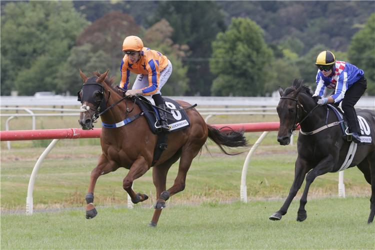 Captured By Love (inside) having an exhibition gallop at Te Aroha alongside Alabama Lass