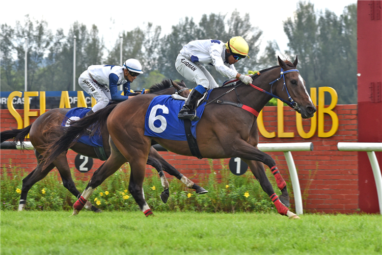 CASH KING winning the Jan 04 2025 Selangor Meeting Race 1 (1)