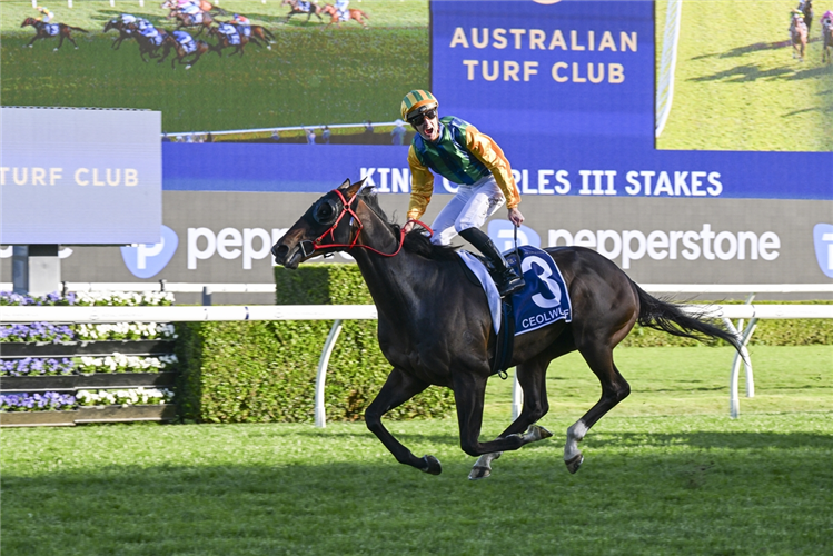 A half-brother to Ceolwulf will be offered at Karaka next year.