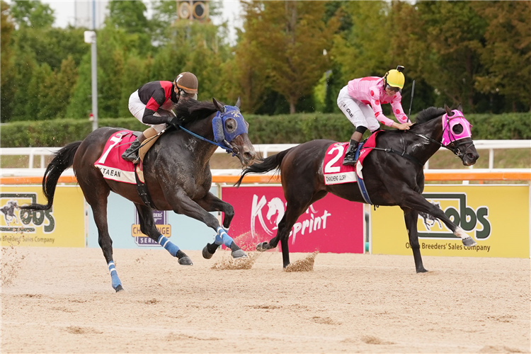 CHANCHENG GLORY (pink silks) winning the Class Open Weight for Age