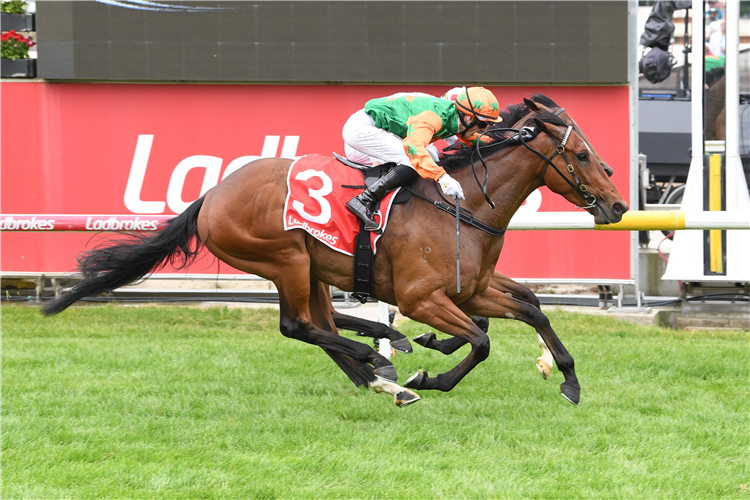 CHEST OF GOLD winning the Freeway Ford Shooting Stars at Cranbourne in Australia.