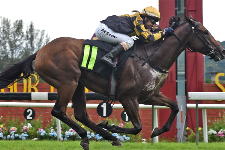 CHEVAL PEGASUS