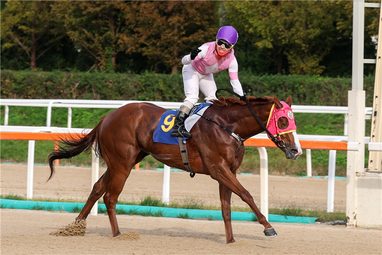 CHIEF STAR winning the Class Open Special Weight A