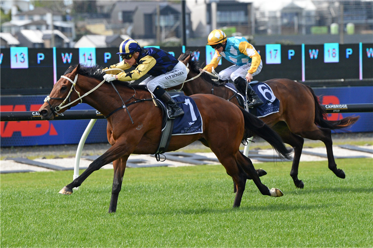 CHURMATT winning the NZB READY TO RUN SALE TRAINERS SERIES 3YO