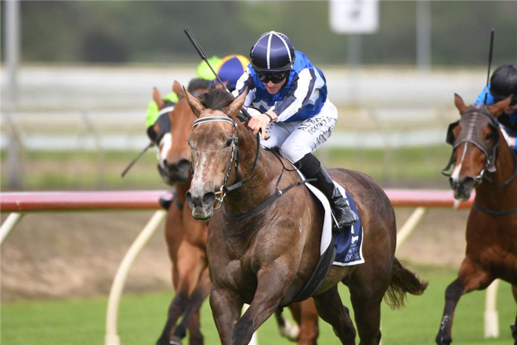CIRQUE DU ROSE winning the ENTAIN/NZB INSURANCE PEARL SERIES