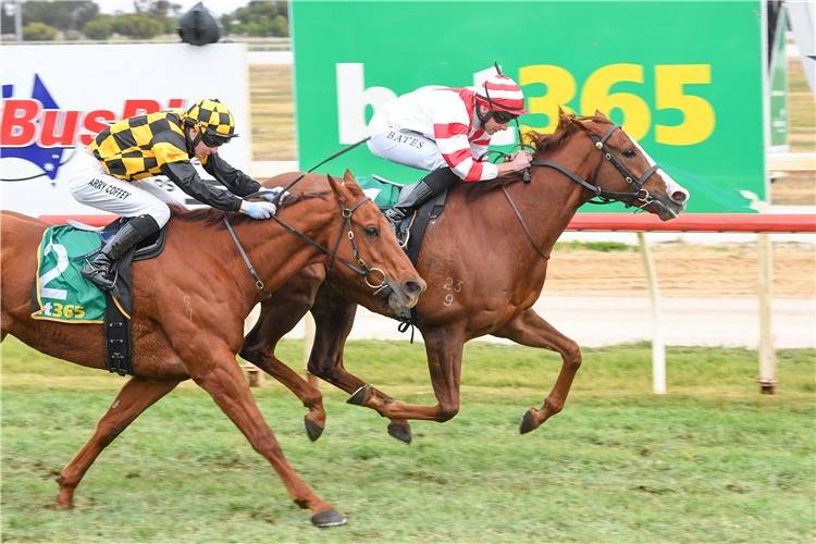 Dashing winning the Swan Hill Cup.