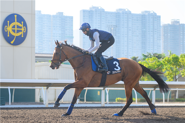 DOCKLANDS- LONGINES Hong Kong International Races Monday Trackwork