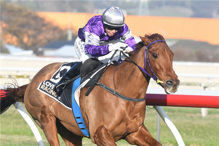 EARS BACK winning the AGC TRAINING STAKES