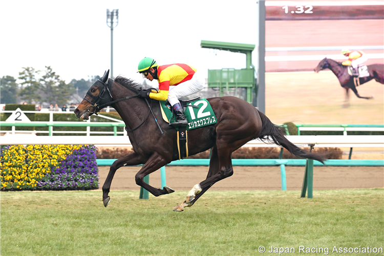 ERIKA EXPRESS winning the Fairy Stakes at Nakayama in Japan.