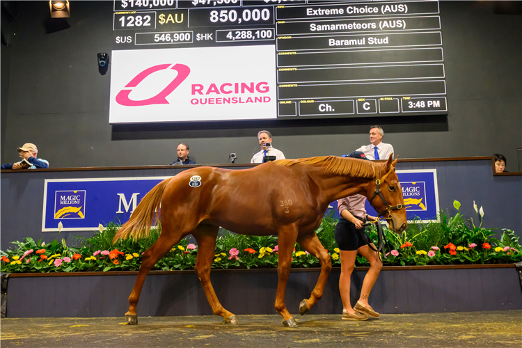 The $850,000 Extreme Choice colt from Magic Millions.