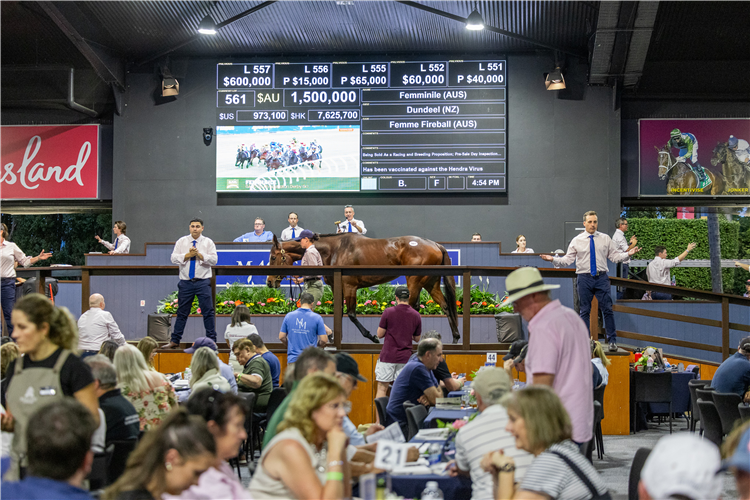 Femminile was sold for $1.5m at Magic Millions on Tuesday.