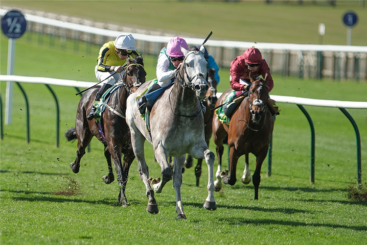 FIELD OF GOLD winning the Craven Stakes at Newmarket in England.