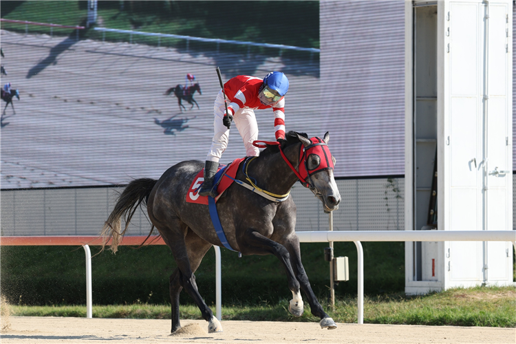 FLYING STAR winning the Class Open Special Weight A