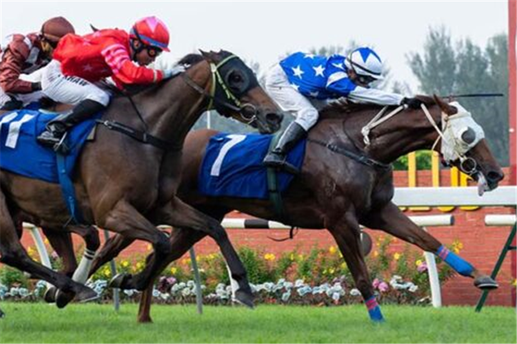 FORGET ROMANCE winning the Jun 22 2025 Selangor Meeting Race 12 (436)