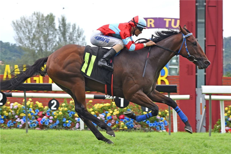 FORTUNE TREE winning the Race 8 (676)