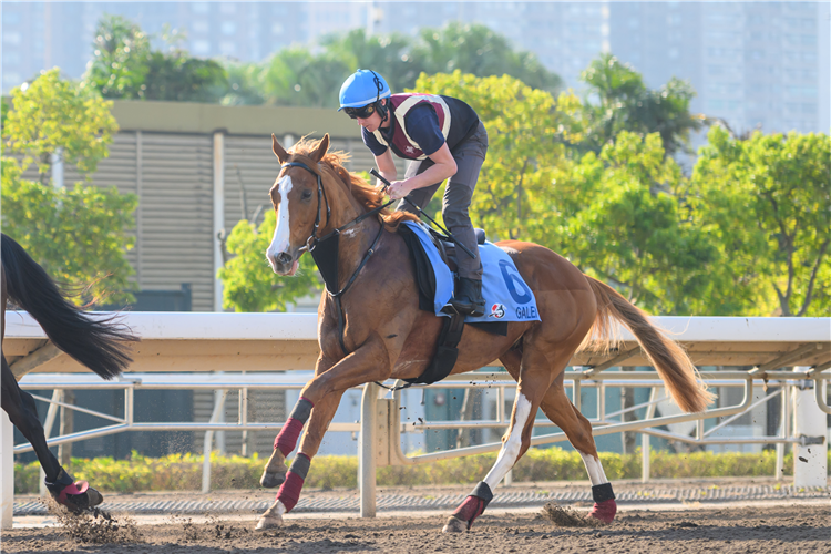 GALEN - LONGINES Hong Kong International Races Trackwork