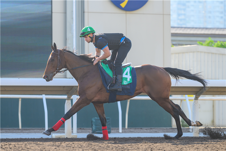 GOLIATH - LONGINES Hong Kong International Races Monday Trackwork