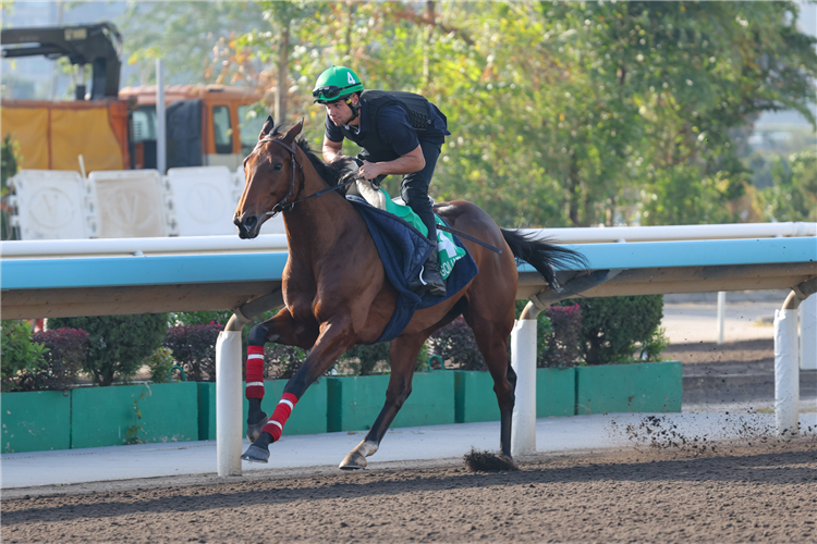 Goliath returns for another crack at the LONGINES Hong Kong International Races.