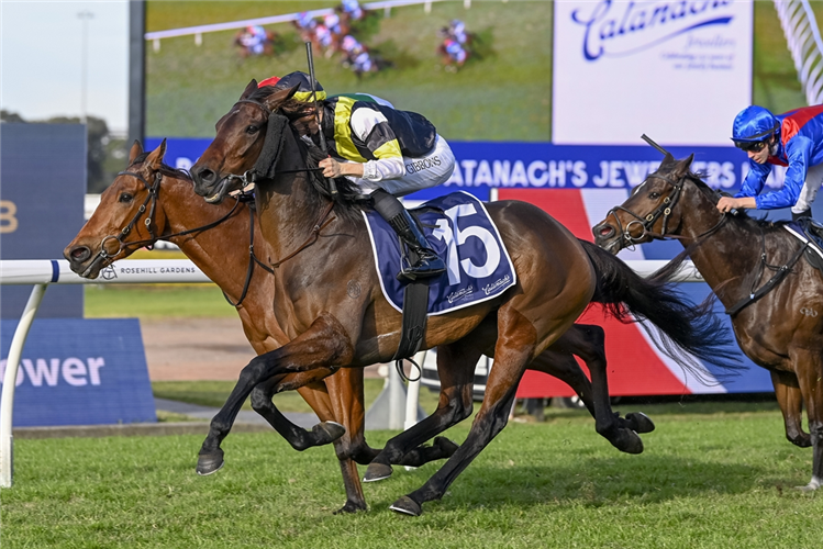 GOOD BANTER winning the CATANACH'S JEWELLERS HANDICAP at Rosehill in Australia.