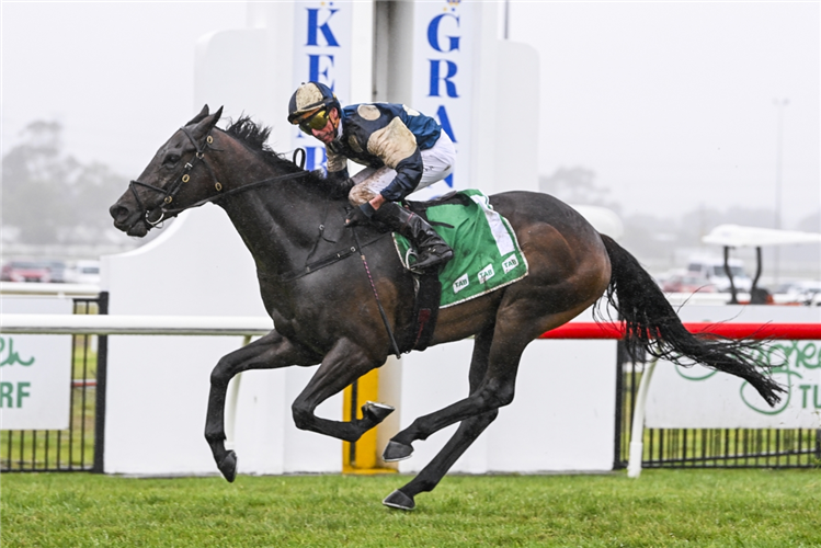 GRINGOTTS winning the THE ILLAWARRA MERCURY GONG at Kembla Grange in Australia.