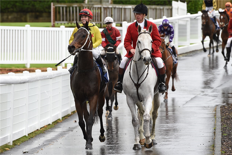 HAVE A CRACK winning the RICH HILL STUD