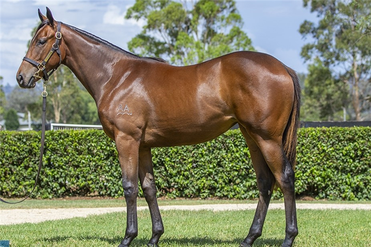 Hi Barbie as a yearling.